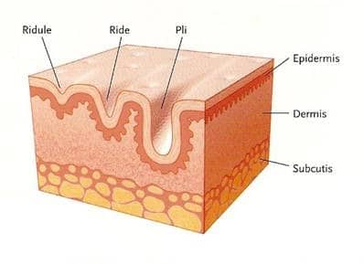 Schéma rides et ridules